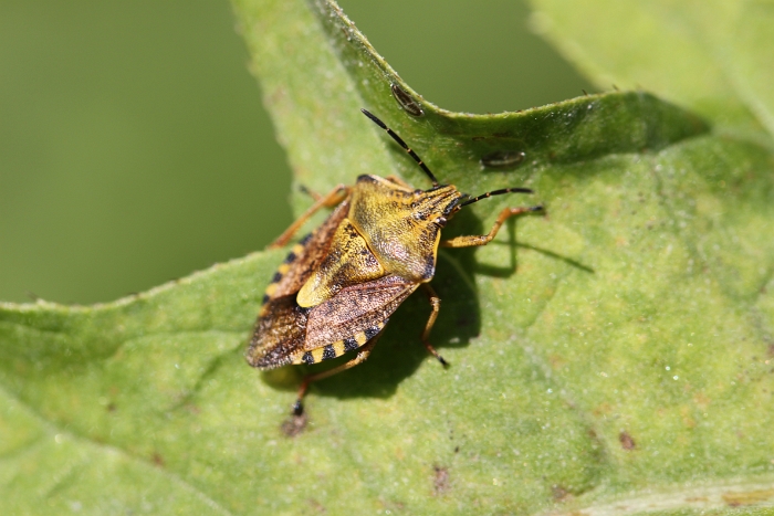 Macro chalet aout 2010 - 109